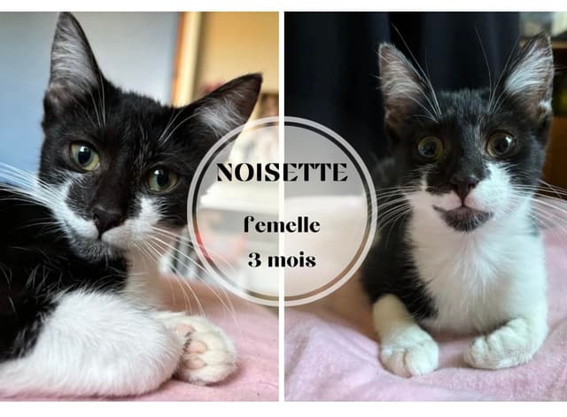 Noisette