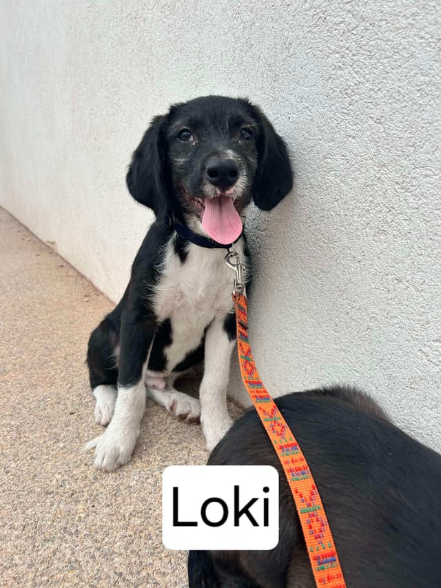 Loki