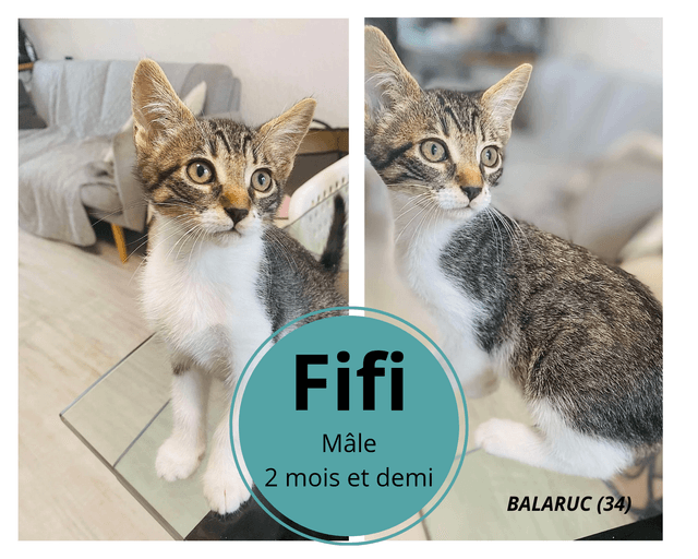 Fifi