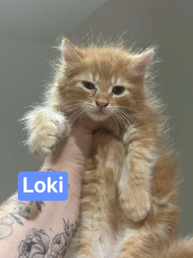 Loki