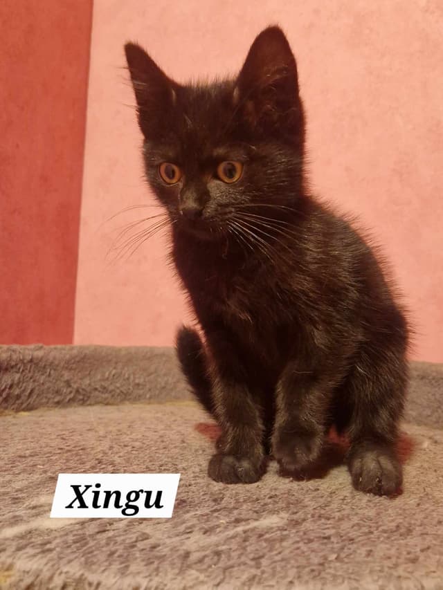 Xingu