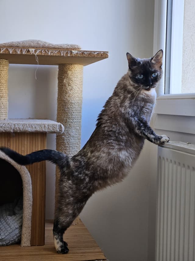 NIKA