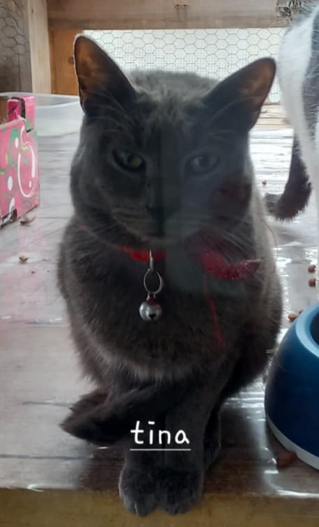 TINA