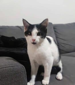Zazou