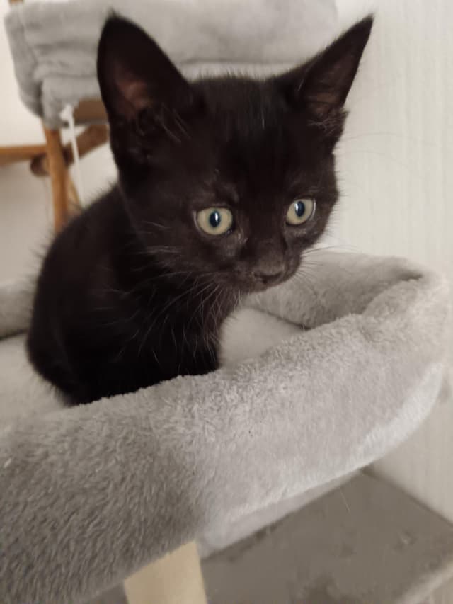 Astro
