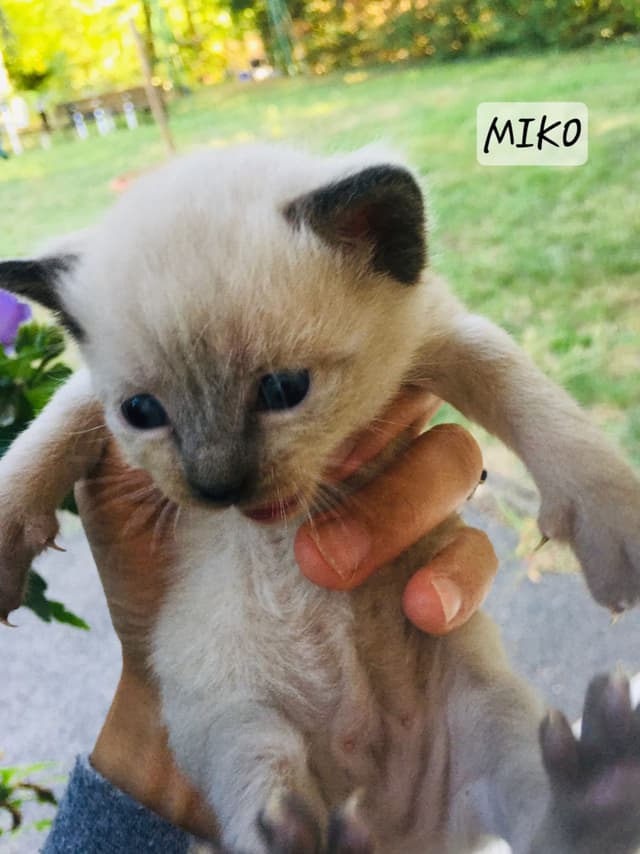 Miko