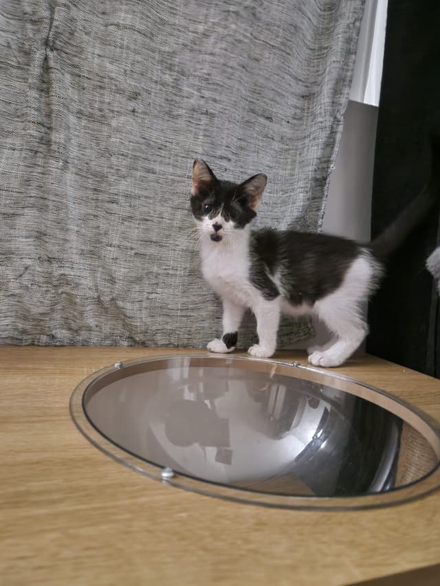tiepola