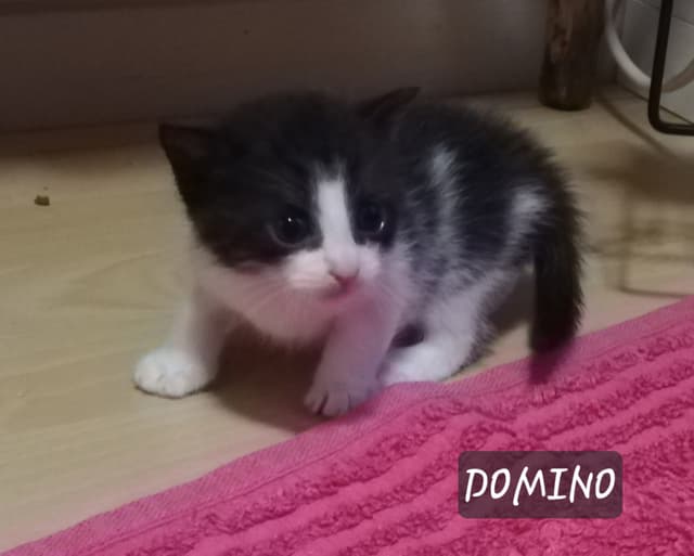 Domino