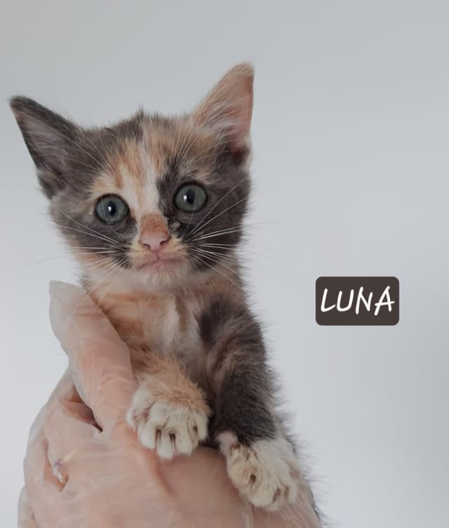 Luna