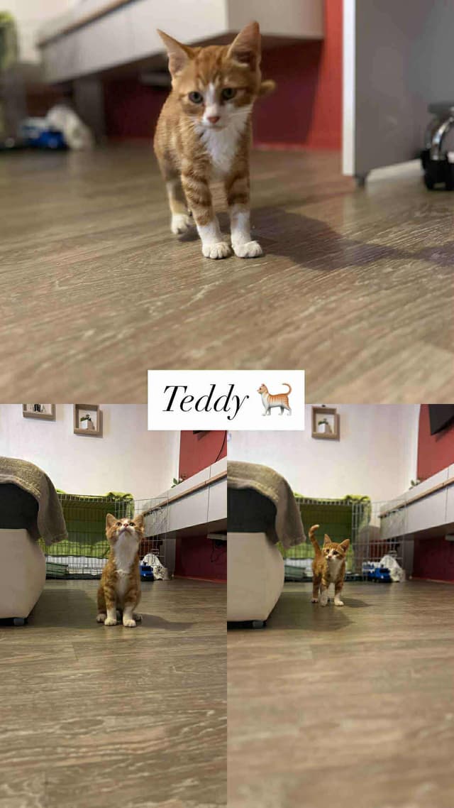 Teddy