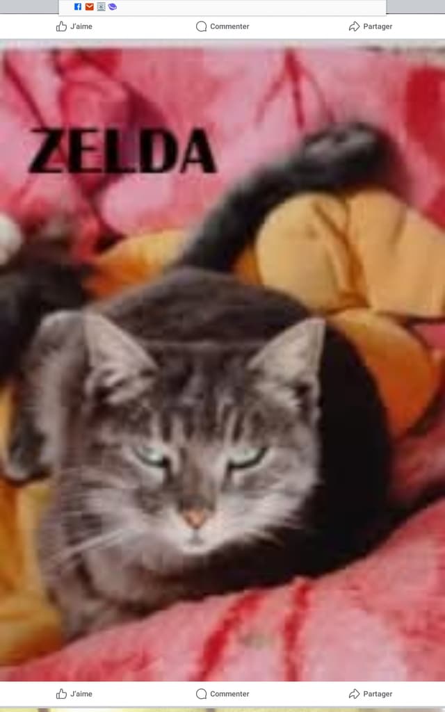 Zelda
