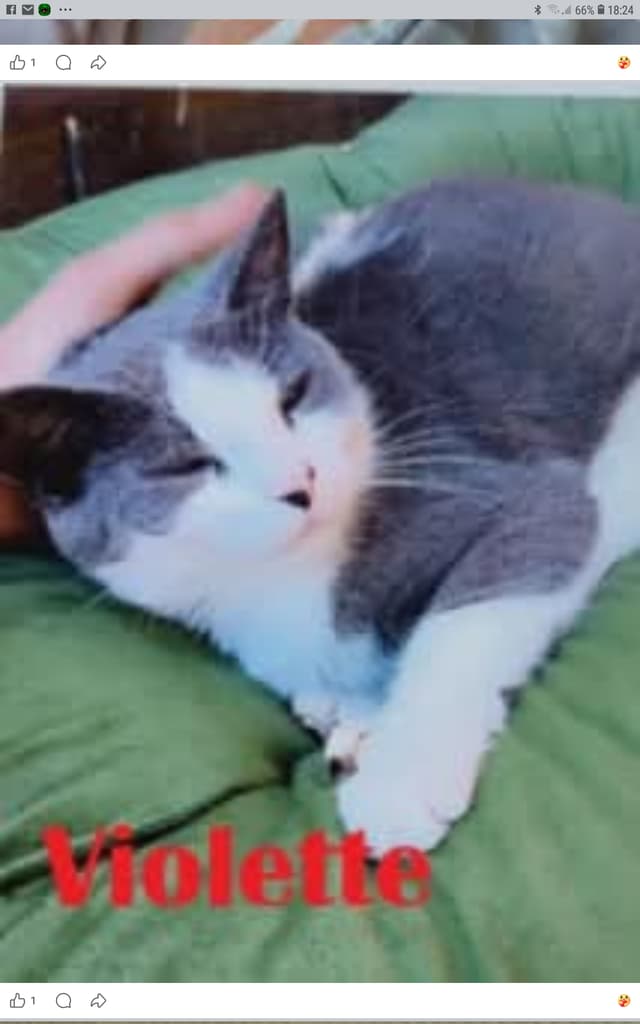 Violette