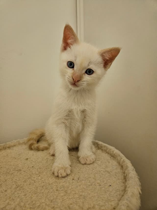 MILO