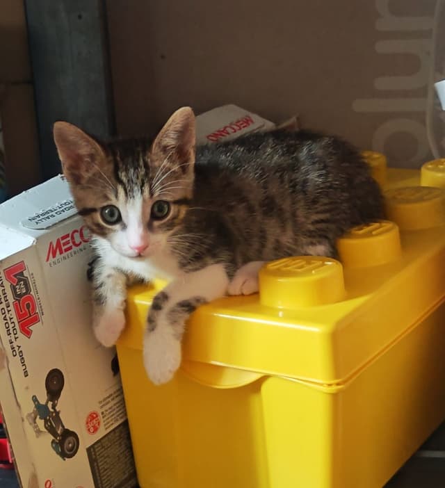 carlos