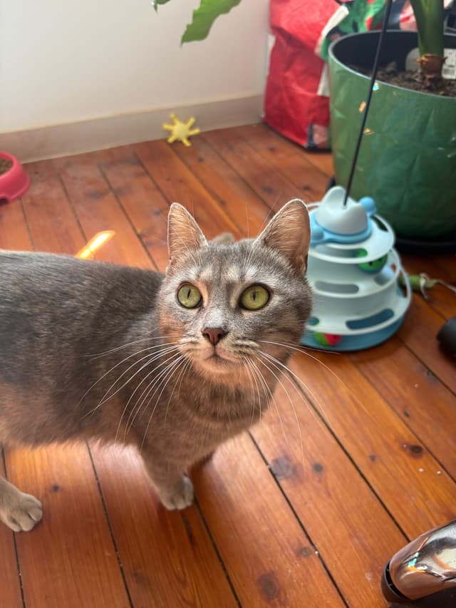 bastet