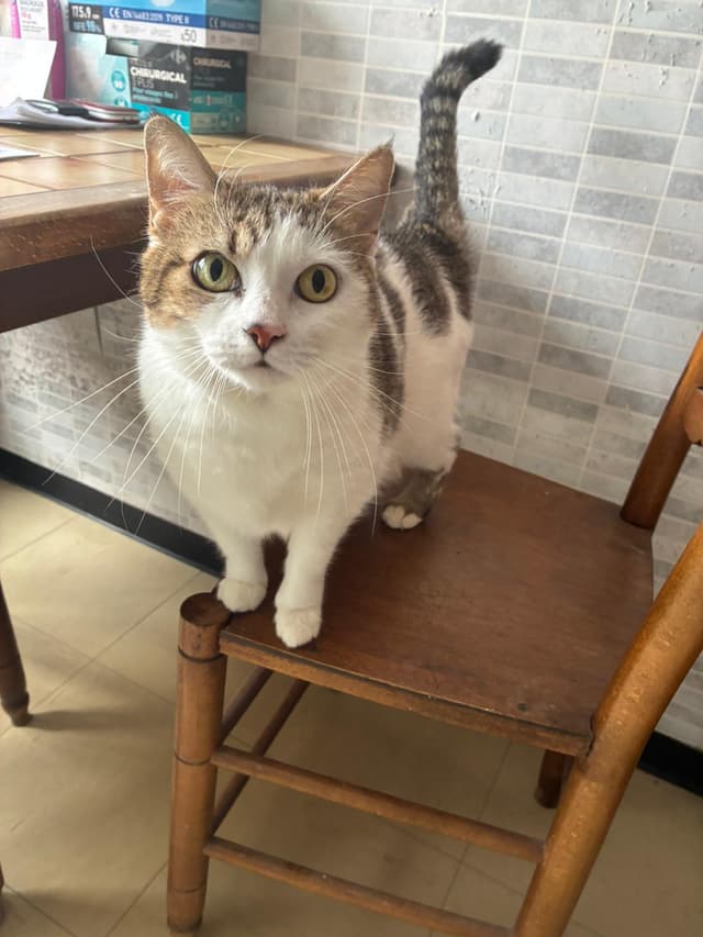 chipie