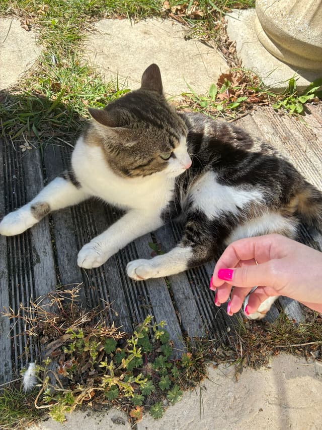 moumi