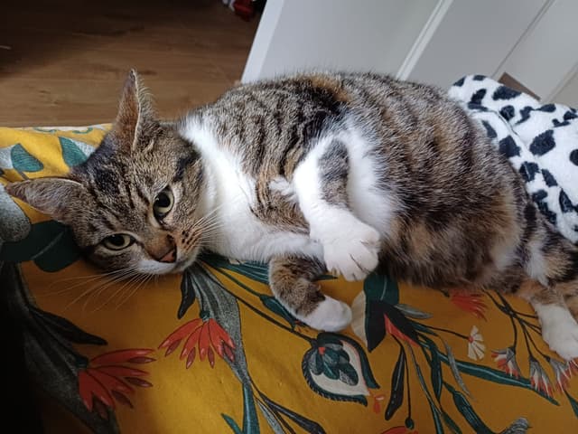 tigra