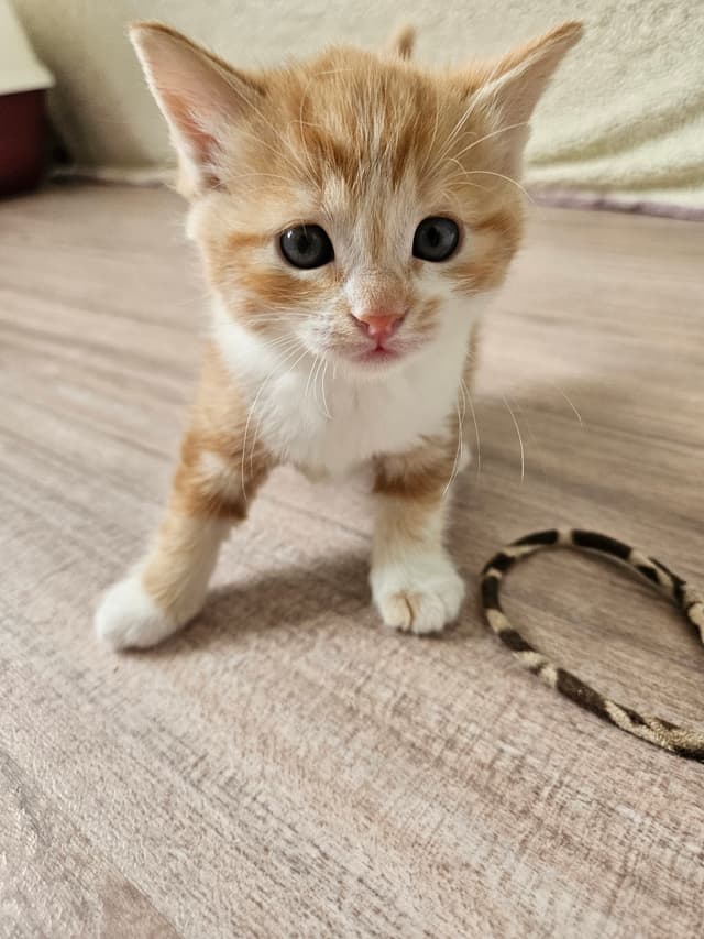 GARFIELD