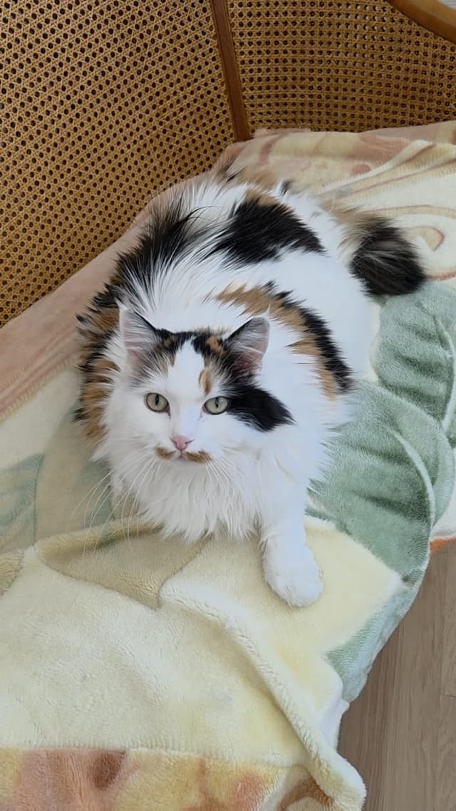 maya