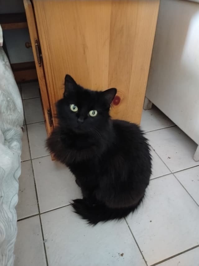 duchesse