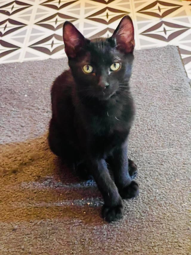 BLACKY