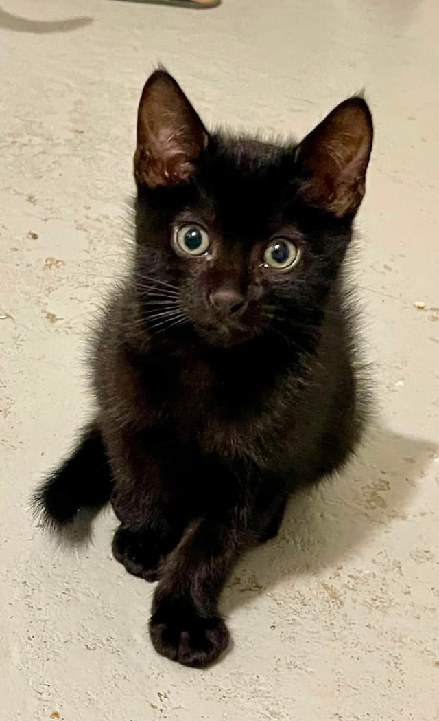 BLACKY