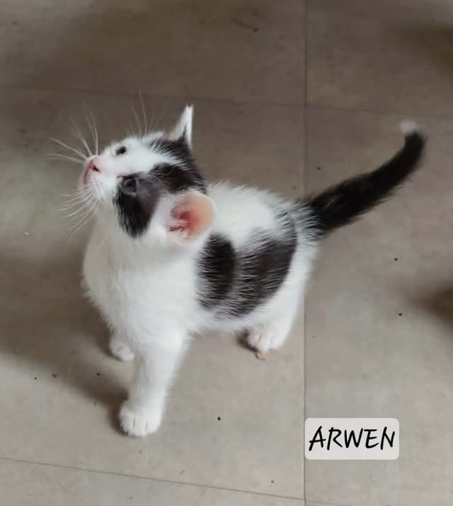 Arwen