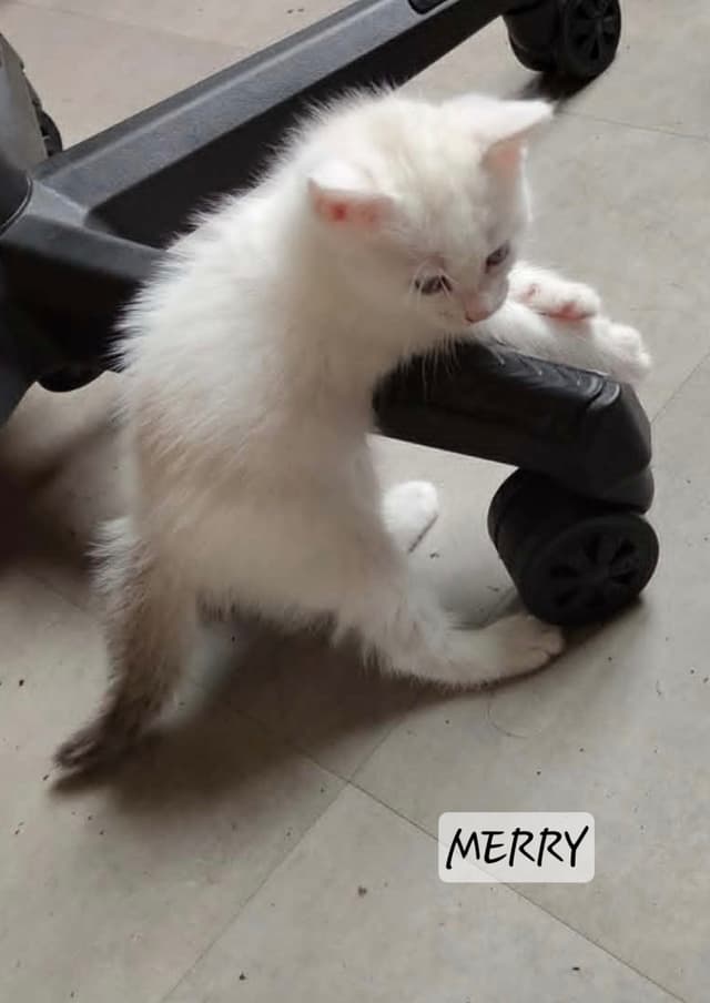 Merry