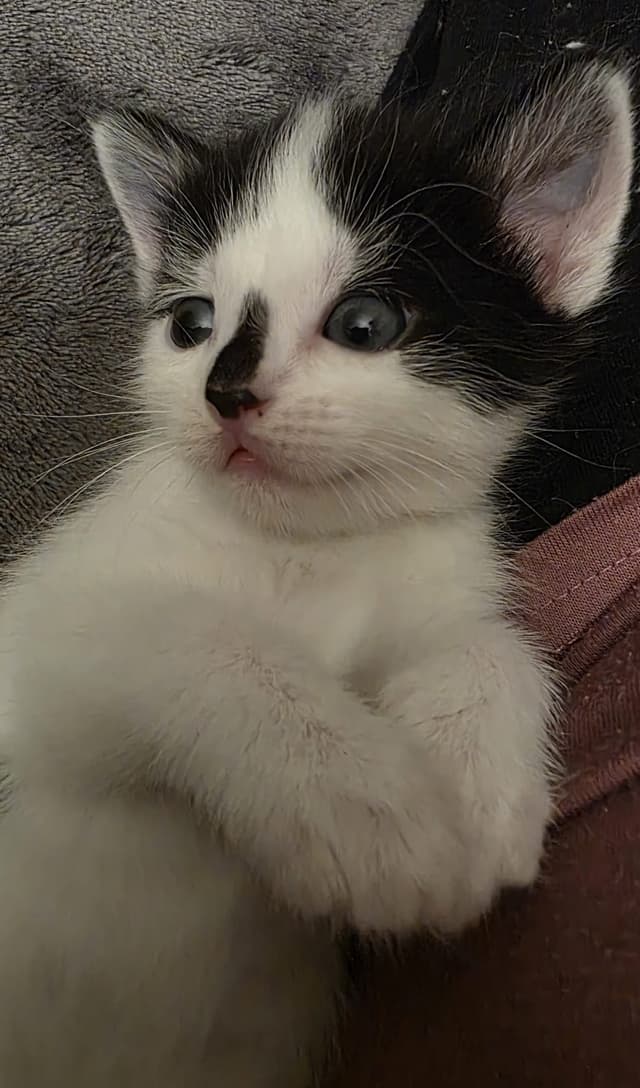 indi