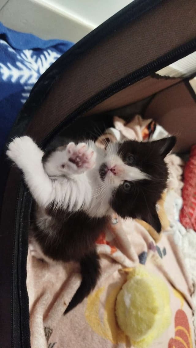 koda