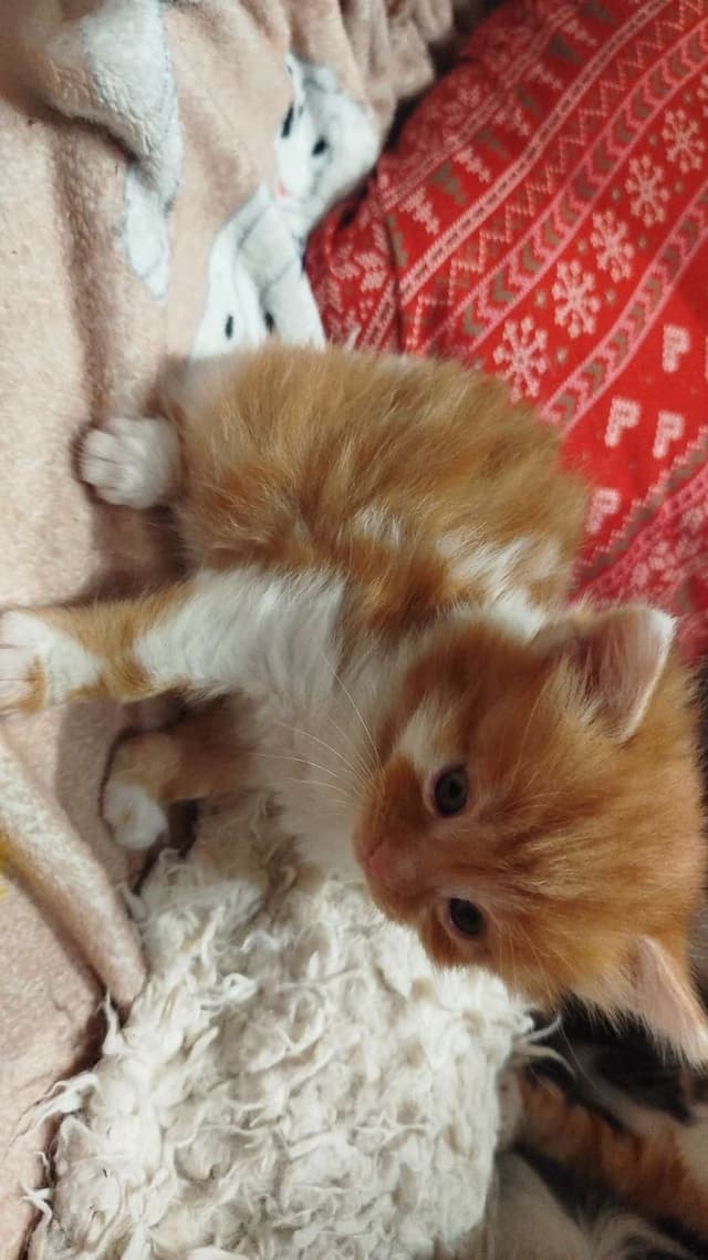 peter