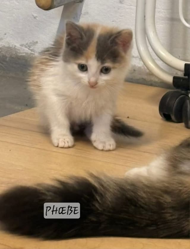 Phoebe