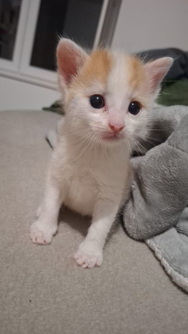 Caramel