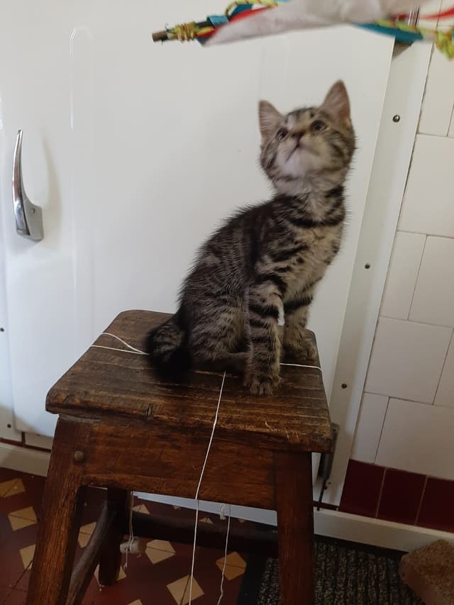 zola