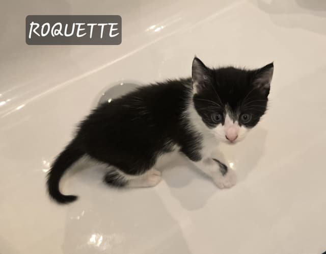 Roquette