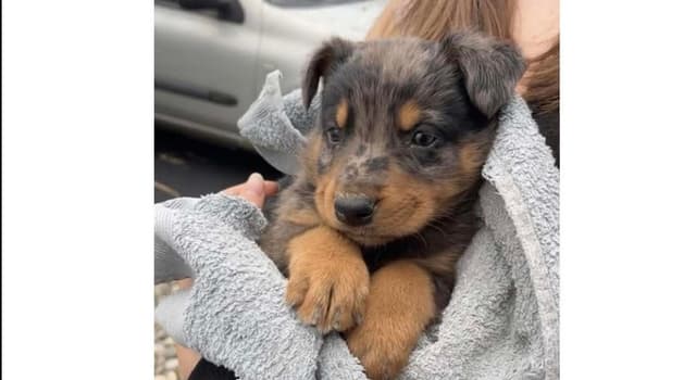 BALOU
