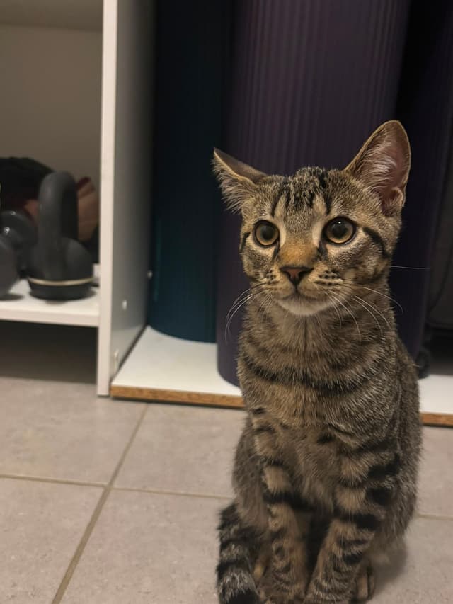 Loki