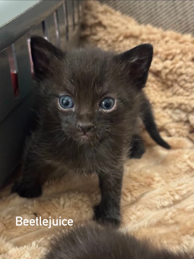 Beetlejuice