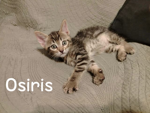 Osiris