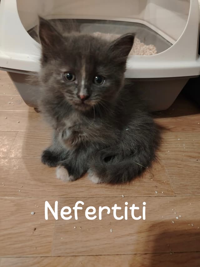 Néfertiti