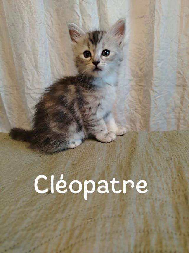 Cléopatre