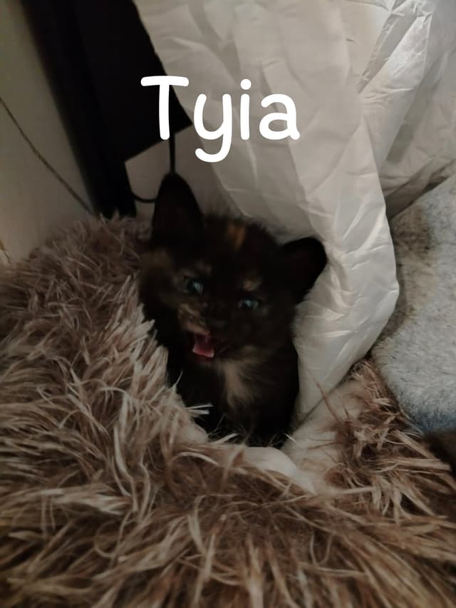Tyia