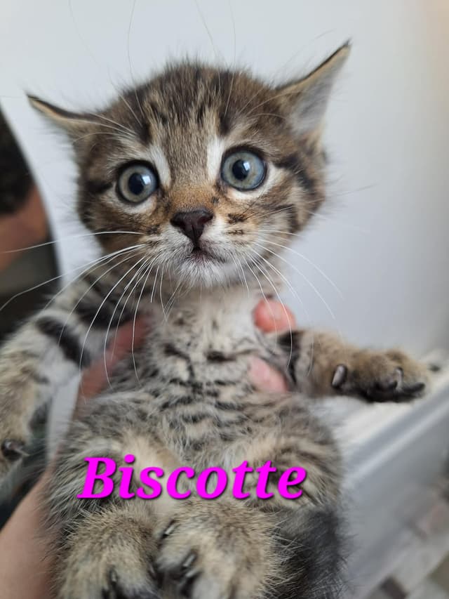 Biscotte