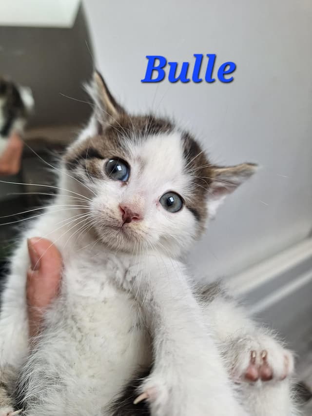 Bulle