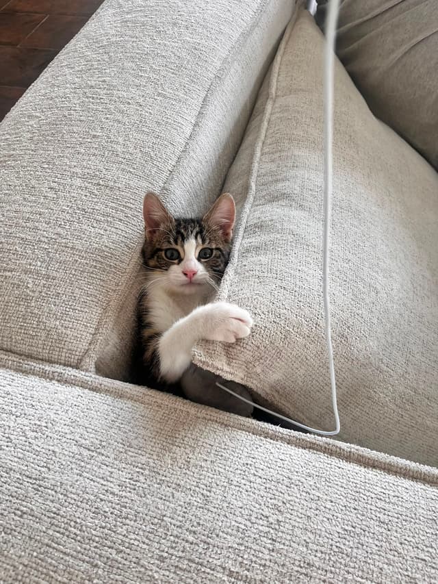 Juju