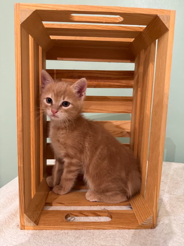 Coco