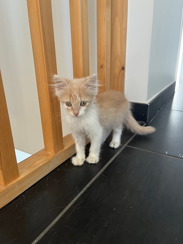 Crumble