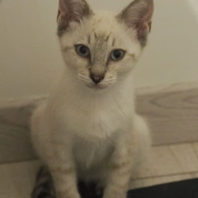 Tom