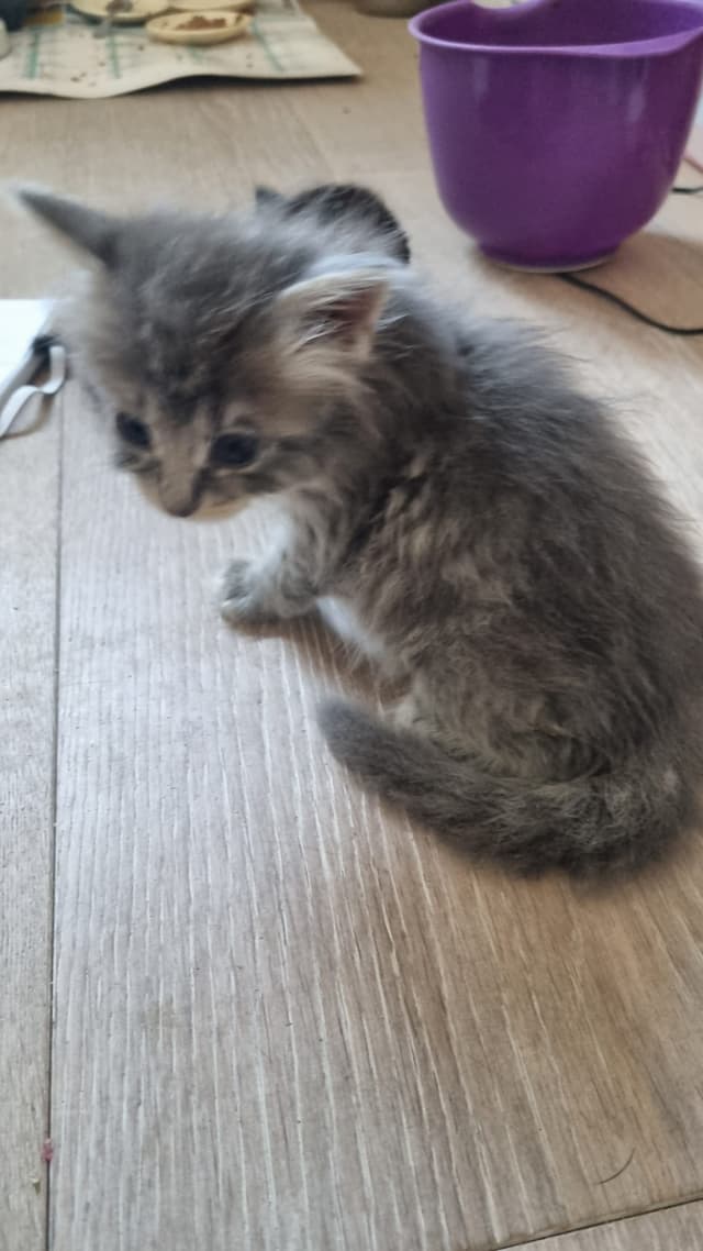 bertille